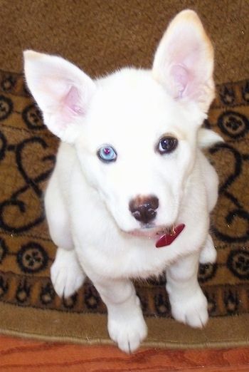 Priekinis vaizdas iš viršaus, žiūrint į šunį žemyn - perkeltas ausis, trumpaplaukis, dvigubai dengtas, baltas su įdegiu Pitsky šuo, sėdintis ant rudo kilimo, žiūrintis į viršų. Jis turi dvi skirtingas apykakles, viena mėlyna ir viena ruda.