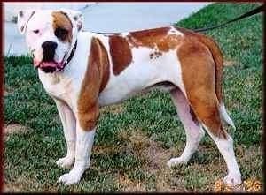 Ruskean ja valkoisen amerikkalaisen bulldogin vasen puoli on hihnassa, se seisoo acros ruohoa ja odottaa.