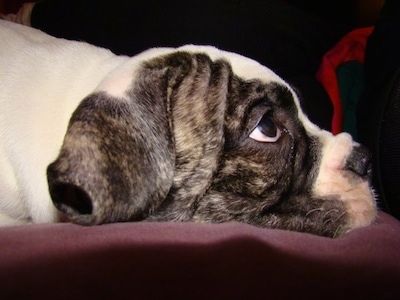 Lähikuva - brindlen oikea puoli valkoisella amerikkalaisen bulldogin pennulla, joka makaa tyynyllä