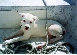 एक सफेद अमेरिकी बुलडॉग पिल्ला के बाईं ओर एक नाव के बगल में एक रस्सी के बगल में बिछाने।