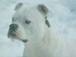 Lähikuva - Lumessa istuvan valkoisen amerikkalaisen bulldogin vasen puoli.