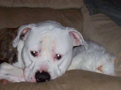 Lähikuva - valkoisen amerikkalaisen bulldogin oikea puoli, joka makaa koiran sängyssä valkoisen pörröisen kissan vieressä.