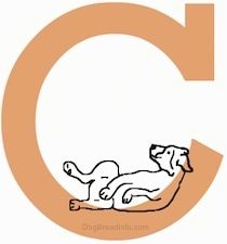 Pieštas šuo, dedantis pilvą raidėje C