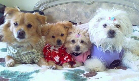 Четыре игрушечные собаки лежат в человеке