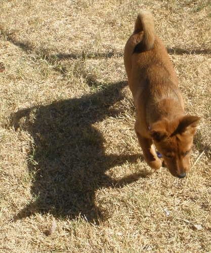 Поглед са врха гледа на рђаво смеђег пса који шета преко смеђе траве са сенком лево од ње. Пас има реп који се превија преко леђа, мале перканске уши и црни нос.