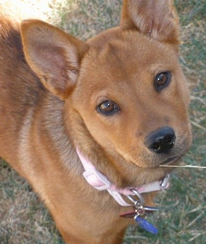 Наранџасти кратки, али дебело обложени пас са перк ушима који долазе до тачке на врховима, смеђим очима у облику бадема и црним носом који стоји напољу у трави.
