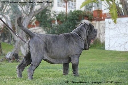 Um enorme cachorro preto muito enrugado com uma grande quantidade de pele com um grande nariz preto, patas muito grandes e barbelas grandes do lado de fora