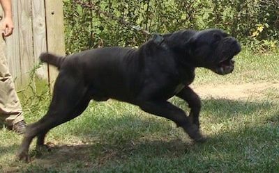 Sett fra siden - En rynket, mørkeblå napolitansk mastiffhund går over gresset og trekker i båndet, og det er en mann som går kledd i en blå skjorte, solbrune bukser og hette og brune støvler som holder seg tett når hunden trekker.