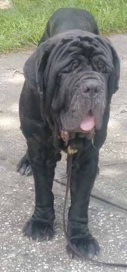 Μπροστινή όψη ενός πολύ μεγάλου σκύλου με πολλές ρυτίδες στο κεφάλι του, όπου τα μάτια του φαίνονται κλειστά, μια μεγάλη μαύρη μύτη, τεράστια πόδια και μια ροζ γλώσσα που στέκεται έξω σε ένα πεζοδρόμιο