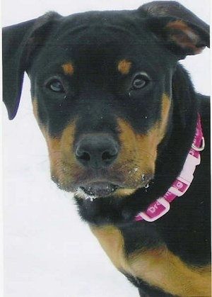 Close-up hoofd geschoten - Een zwart met bruin American Pitbull Terrier / Rottweiler mix puppy draagt ​​een hete roze kraag staande in de sneeuw kijkend uit. Het heeft sneeuw op zijn bek.
