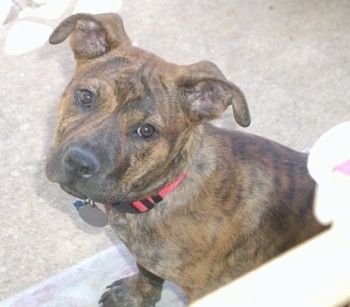 Hoofd- en bovenlichaam geschoten - Een bruine gestroomde Pitweiler-hond zit op een veranda voor een persoon die naar hen opkijkt.