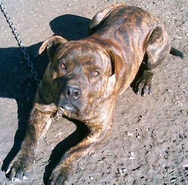 Un cane di colore fulvo di taglia grande con un collo lungo che indossa un collare viola in piedi in acque profonde.