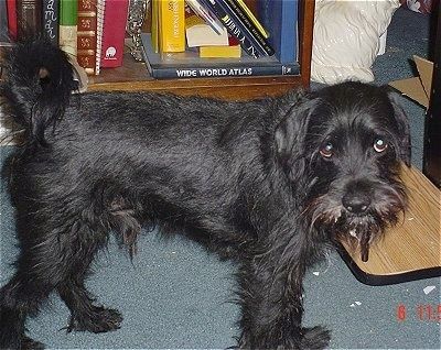 Десна страна жилавог црног пса Сцхноцкера који се радује. Глава му је у равни са телом, а реп је увијен преко леђа. Пас гледа очима.