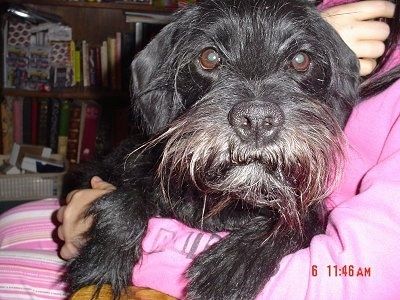 Ένας μαύρος Schnocker κοιτάζει στο χέρι ενός ατόμου που φοράει ένα ζεστό ροζ πουκάμισο και ριγέ παντελόνι. Ο σκύλος κοιτάζει μπροστά. Ο σκύλος έχει μακρύτερα μαλλιά στο πρόσωπό του.