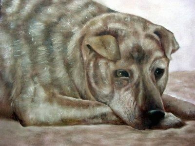 टैन ब्रिंडल शर् पे / जर्मन शेफर्ड का एक चित्र कालीन पर बिछा हुआ है। कुत्ते के छोटे गुलाब कान होते हैं, उसके सिर पर झुर्रियाँ और सिर की तुलना में एक बड़ा शरीर होता है।