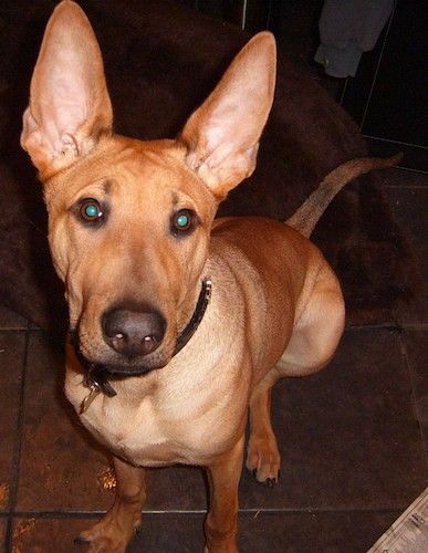 बहुत बड़े पर्क कान, गोल आँखें, एक अंधेरे नाक और एक लंबी ब्लॉक वाली थूथन के साथ एक छोटी बालों वाली तन कुत्ते के सामने का दृश्य एक लंबी पूंछ के नीचे बैठ जाता है।