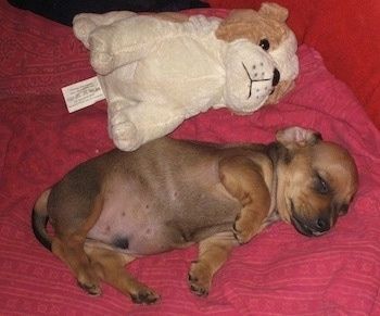 Subbu Taksų šuniukas, gulintis ant lovos šalia pliušinio šuns žaislo