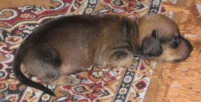 Iš arti - šuniukas kloja ant kilimėlio