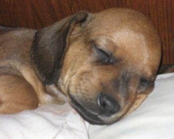 Iš arti - šuniukas, miegantis ant antklodės