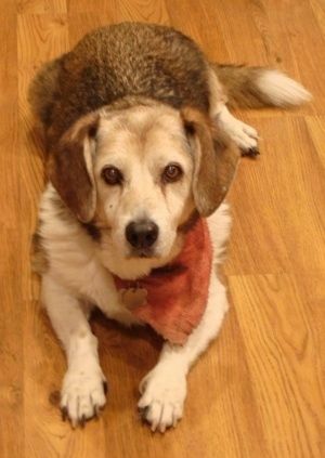 Max, der Corgi-Basset, trägt ein verblichenes rotes Kopftuch, liegt auf einem Holzboden und schaut auf den Kamerahalter