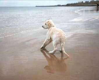 एक क्रीम गोल्डन रिट्रीवर पिल्ला एक समुद्र तट पर खड़ा है और पानी से दूर जा रहा है