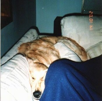एक गोल्डन रिट्रीवर एक सोफे के बीच में निचोड़ रहा है और एक व्यक्ति नीले कुत्ते के बगल में है।