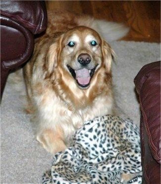 एक सुनहरा कुत्ता दो चमड़े के सोफे के बीच एक गलीचा बिछा रहा है। इसका मुंह खुला है और ऐसा लग रहा है कि यह मुस्कुरा रही है। इसके पंजे के ऊपर चीता प्रिंट कंबल है।