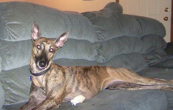 Set fra siden - En stor langbrun hund med brindle, der ligger strakt ud på en blå sofa. Hunden har store perkører, en lang tynd næse og en bred pande. Den har en sort krave, og der er en råhudben ud for den.