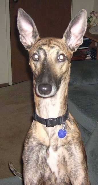 Pandangan depan - anjing brindle berwarna coklat dengan telinga besar, leher tipis panjang dan badan langsing melompat dengan kaki depannya di sofa biru di ruang tamu. Anjing itu mempunyai mata bulat lebar dan hidung hitam.