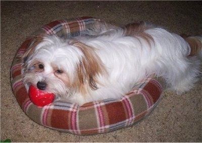 Бели, црвени дугокоси пас Папастзу лежи у карираном црвеном псећем кревету и гризе црвену лопту гледајући лево.