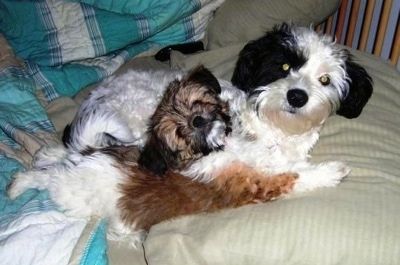 Поглед са бока на два мала Папастзу пса који леже на човеку