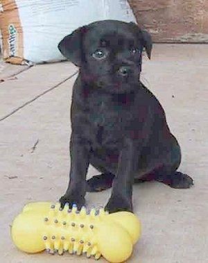 Priekinis vaizdas iš šono - priešais geltoną kaulinį žaislą ant betoninio paviršiaus sėdi juodasis Patterdale terjero šuniukas.