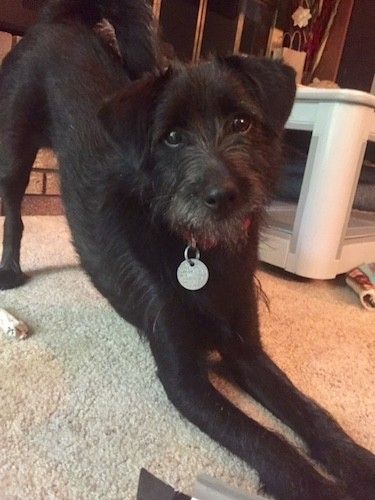 Juodas šuo su ilgesniais plaukais ant veido ir antsnukio, v formos ausimis, kurios atlenkiamos į priekį, tamsios apvalios akys ir juoda nosis žaidžia ant rauginto kilimo namo viduje