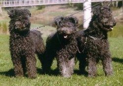 तीन काले प्यूमी कुत्ते घास में एक पंक्ति में खड़े हैं और सभी के मुंह खुले हैं और जीभ बाहर हैं।