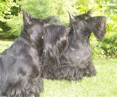 Set fra siden - En sort skotsk terrier står udenfor i græs. En person på knæ rører ved hundens hale. Hunden er i en show stack-stilling og har længere hår på maven og perk-ørerne.