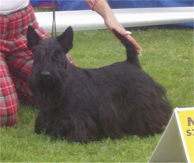 Длиннотелая коротконогая черная собака с одним ухом вверх и одним ухом вниз, стоящая на асфальте.
