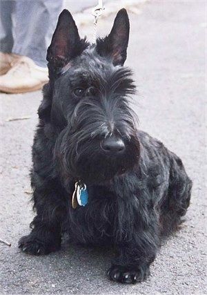 Ниско до земята черно куче от шотландски териер с по-самотна коса по лицето си седи на черна повърхност. Гледа надолу и вдясно.