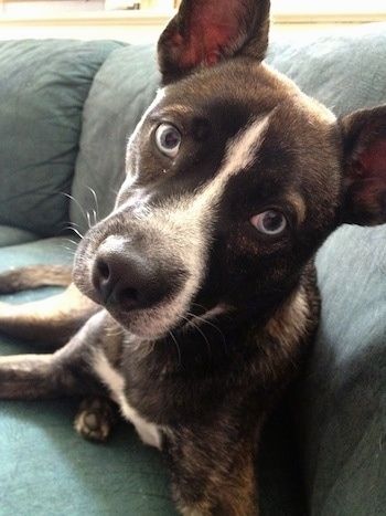 Vista frontale ravvicinata - Un cane Boston siberiano nero e bianco con grandi occhi blu rotondi è sdraiato sul retro di un divano verde e non vede l