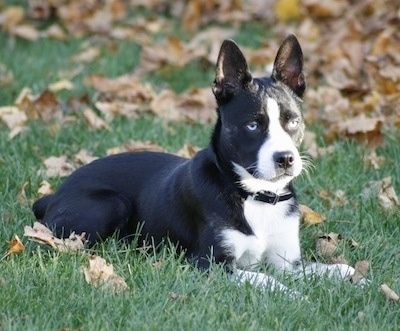 Den højre side af en blåøjet, sort med hvid sibirisk Boston-hund, der ligger i en græsklædt gård, der har brune og gule faldne blade over det hele. Hunden har sorte perkører og en kort, skinnende pels.