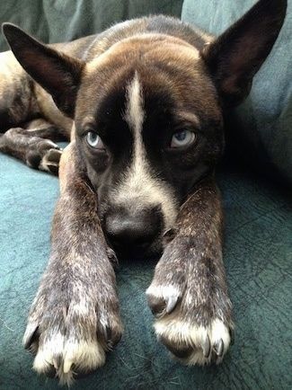 På nært hold - En brindle med hvite sibirske Boston legger seg på en sofa og ser mot venstre. Den har store fordeler ører som står opp og ut til sidene og blå øyne.