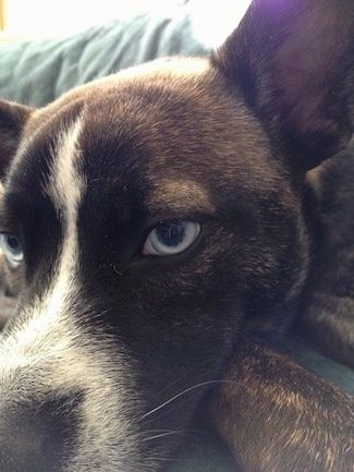 Lähikuva lähennettynä valkoisen Siperian Boston-koiran kanssa brindlen kohdalla, jonka keskipiste on sinisessä silmässä. Koira makaa sohvalla. Se katsoo vasemmalle.
