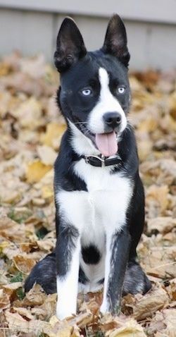 Вид спереди - короткошерстная черно-белая сибирская бостонская собака сидит в коричневых и желтых опавших листьях на траве и смотрит вправо. Его рот открыт, а язык высунут наружу. У него ярко-голубые глаза.