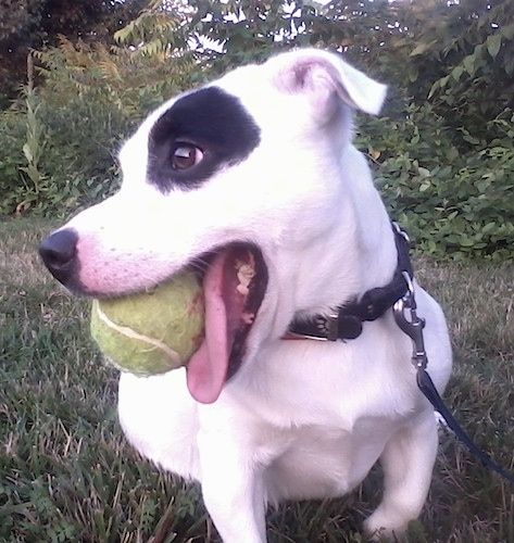 Uždaryti - baltas su juodu Džeko Raselo terjeru, nešiojančiu juodą apykaklę lauke žolėje su teniso kamuoliuku burnoje, žiūrėdamas į kairę
