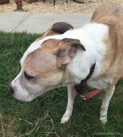 Поглед са предње стране на препланули и бели пас са малим ружичастим ушима закаченим уназад. Пас