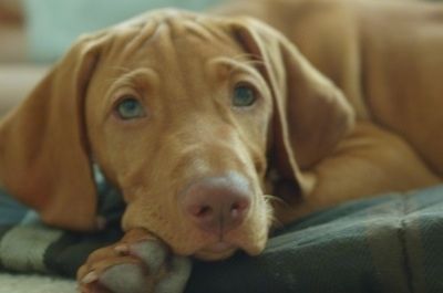 Uždaras vaizdas iš priekio - įdegęs Vizla kloja ant kilimo ir laukia. Šunų galva tiesiai ant kilimo guli, o nosis ruda ir mieguistai atrodančios akys.
