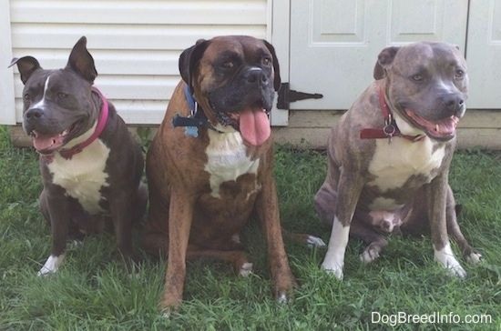 Ein schwarz-weißer amerikanischer Bully, ein brauner gestromter Boxer und ein blau gestromter Pitbull-Terrier sitzen in einem Garten und vor einem weißen Haus.