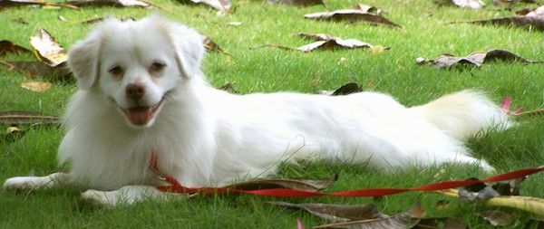 Vista lateral de um cachorro branco fofo e macio com algum bronzeado no focinho e na orelha, um nariz castanho e olhos escuros deitado na grama, parecendo feliz com a língua à mostra.