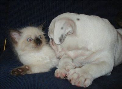Baltas miniatiūrinis Australijos buldogo šuniukas guli ant sofos galvą ant Siamo kačiuko. Kačiukas atrodo budrus.