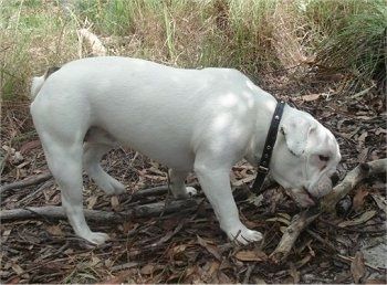 Baltas miniatiūrinis Australijos buldogas miške stovi po medžiu, grauždamas didelę lazdą.