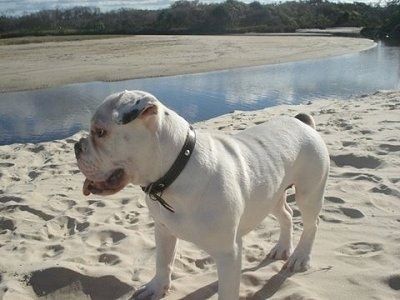 Baltas miniatiūrinis Australijos buldogo šuniukas stovi smėlyje, o už jo yra nukreiptas vandens telkinys.